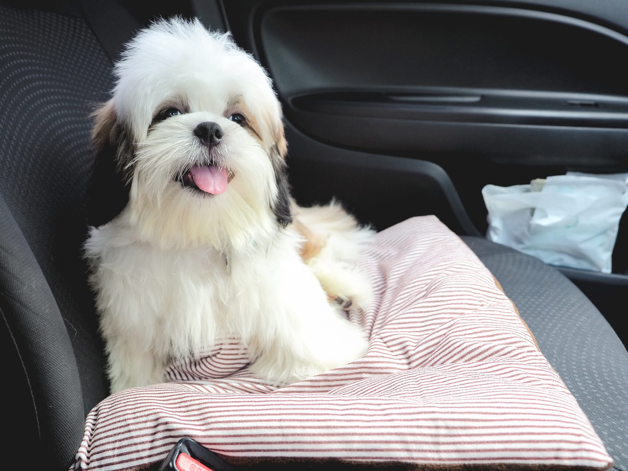designated spot for dogs in car