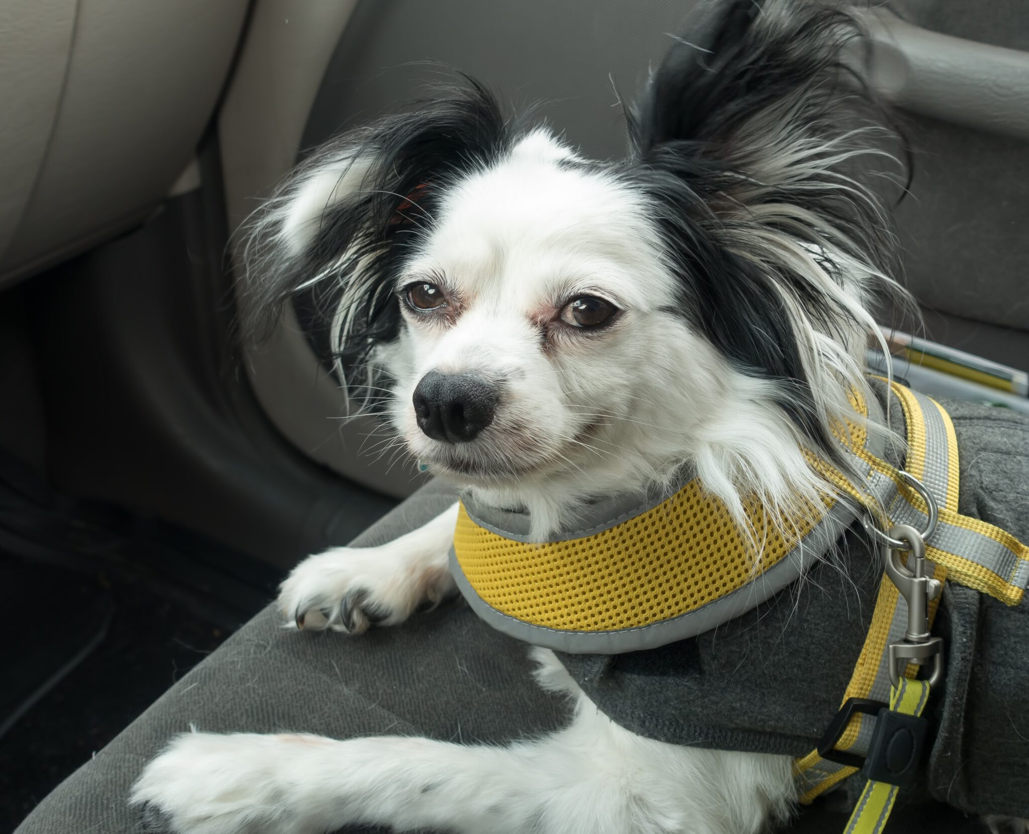 tips for dogs in car