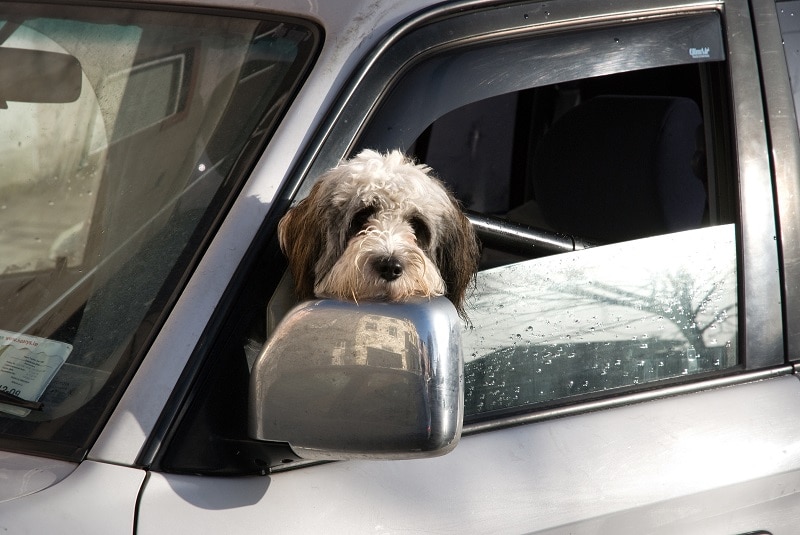 how to prepare for road trips with your dog