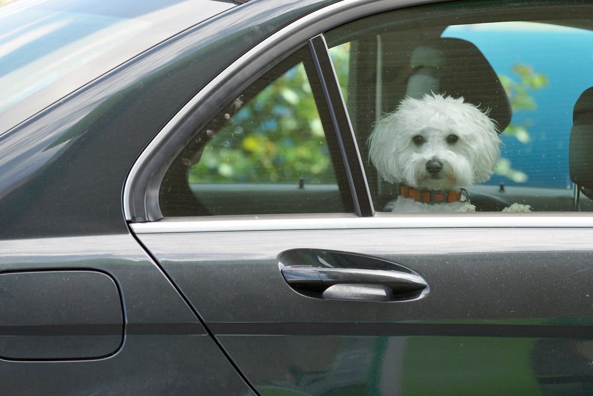 pet hair in car