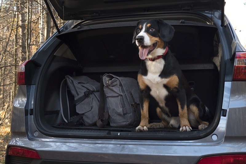 summer road trips with dogs tips and advice