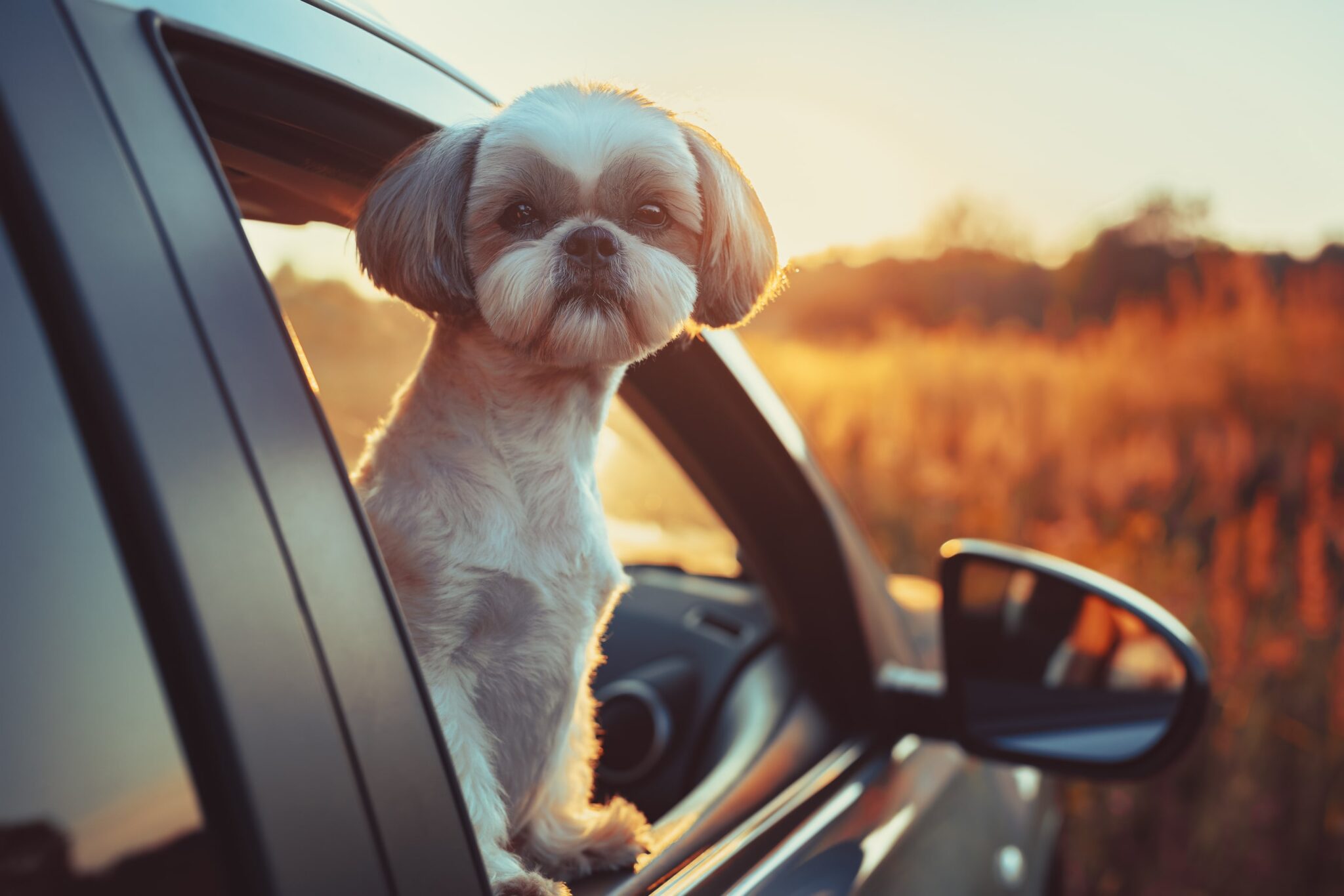 Dog car window outlet cover